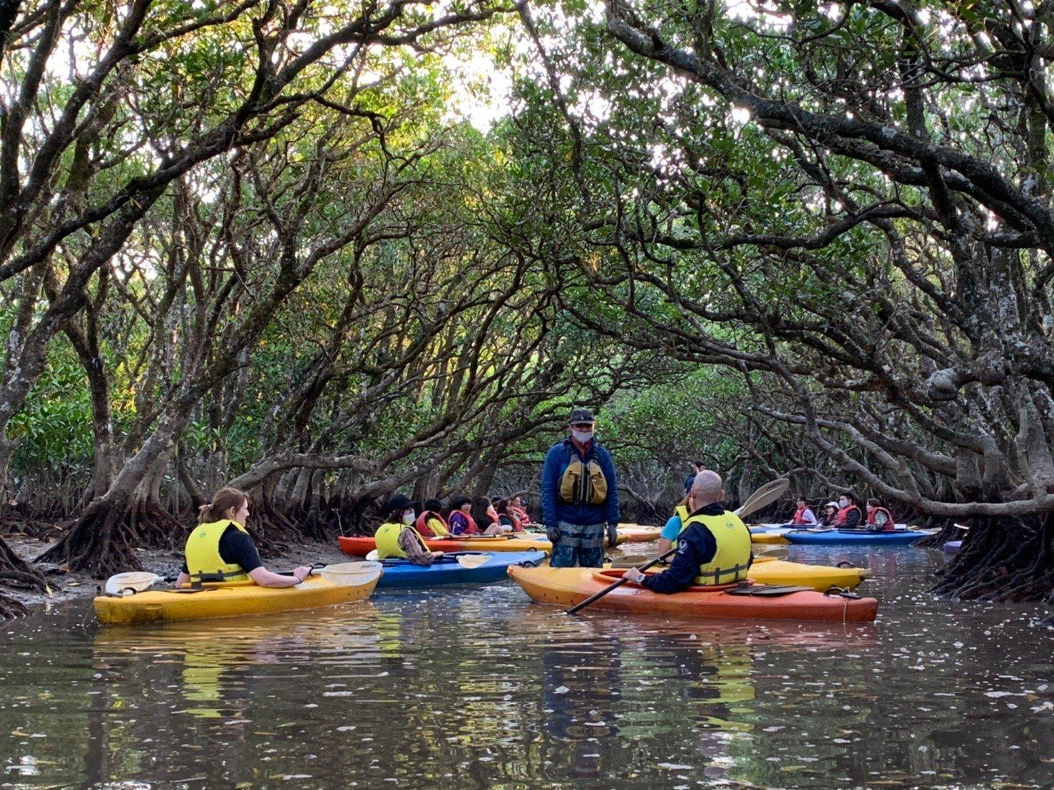 Mangrove forest-3