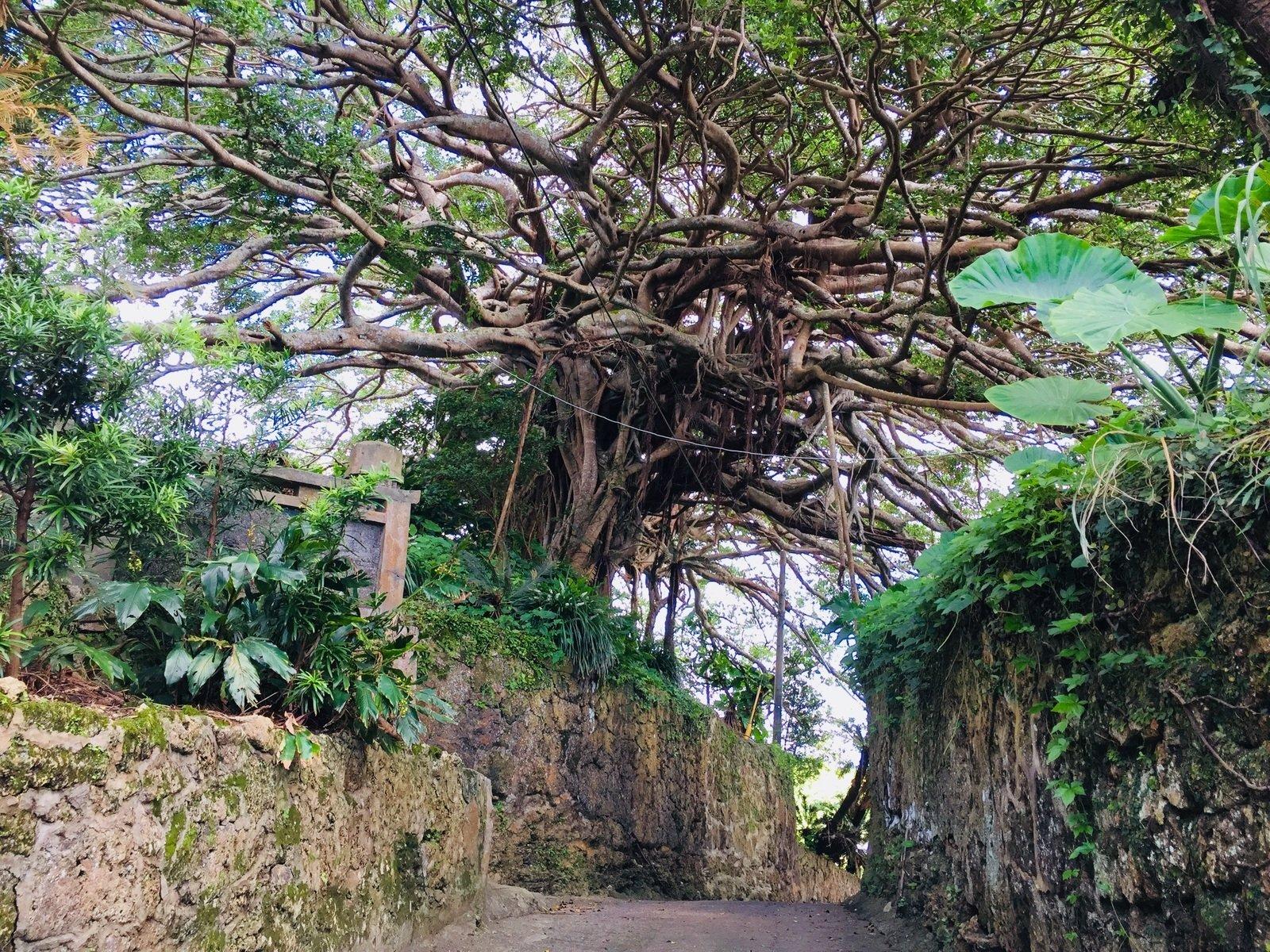 Agon 300-year-old Banyan Tree-0