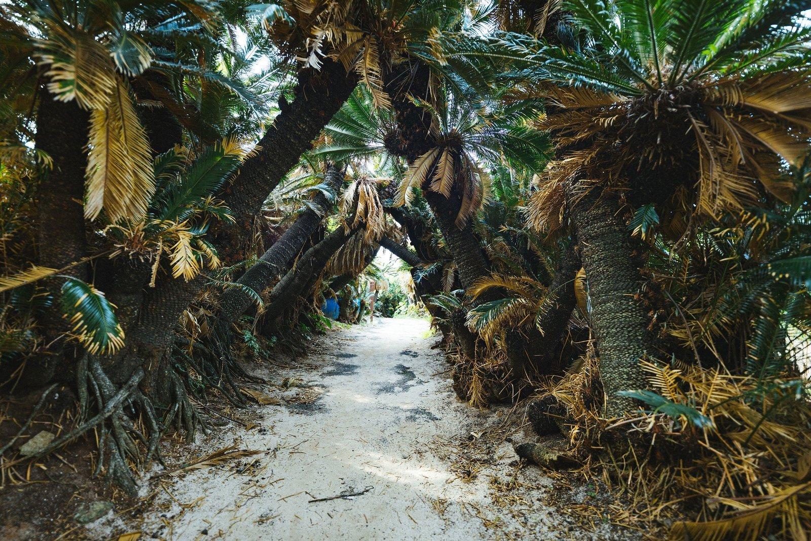 Kanamisaki Sago Palm Tunnel-0