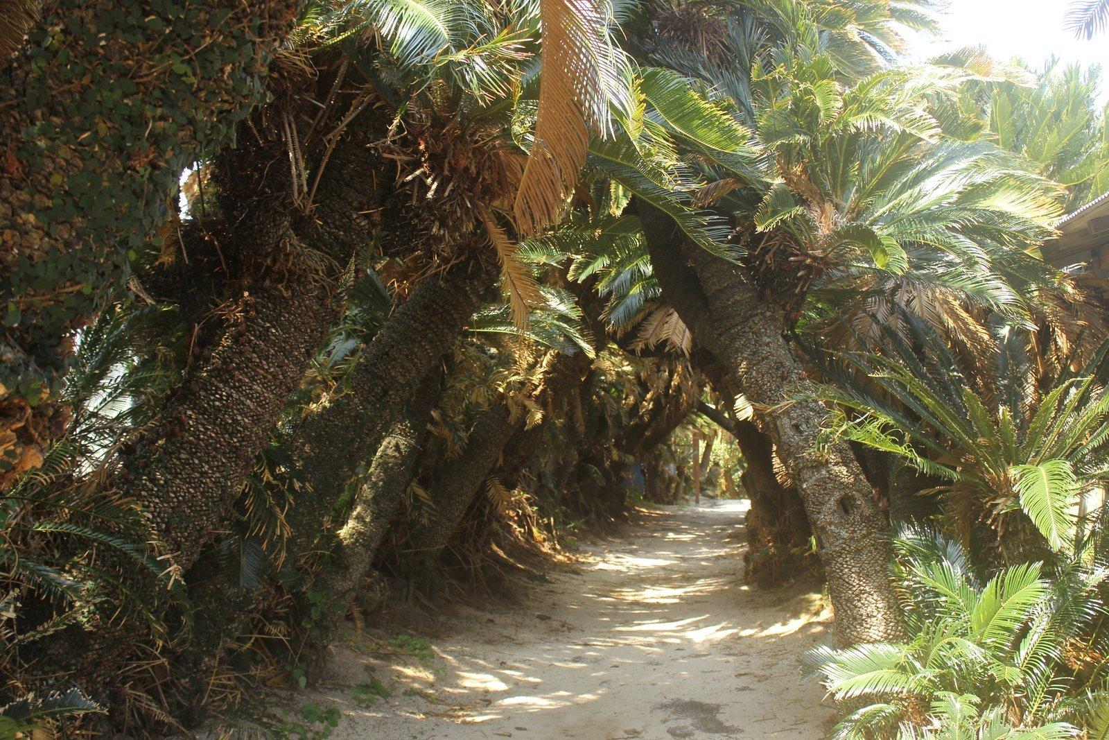Kanamisaki Sago Palm Tunnel-1