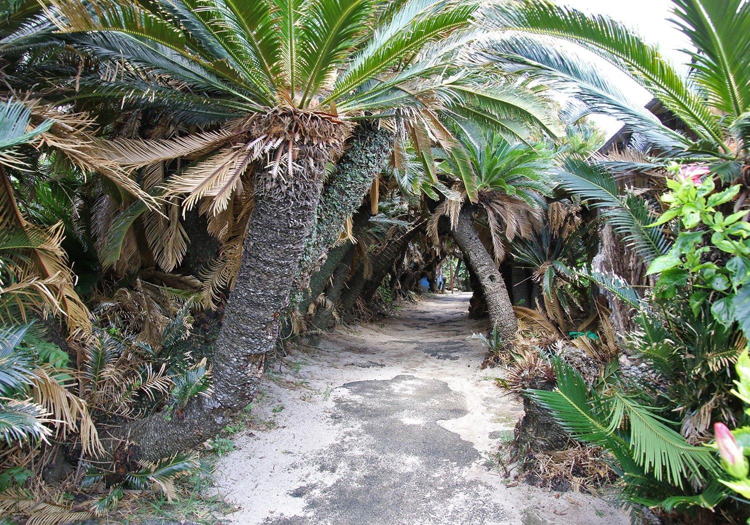 Kanamisaki Sago Palm Tunnel-2