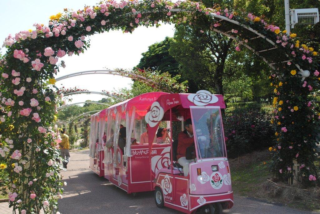 日本最大的玫瑰園-1