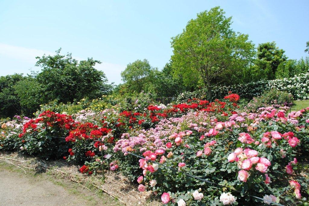Kanoya Rose Garden, Kanoya City-7