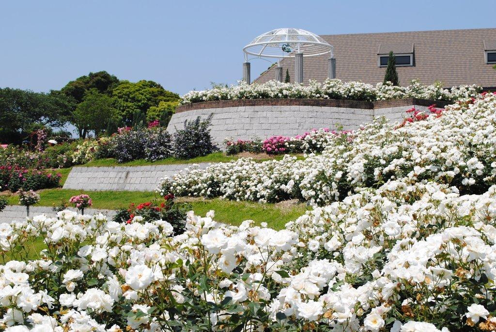 Kanoya Rose Garden, Kanoya City-3