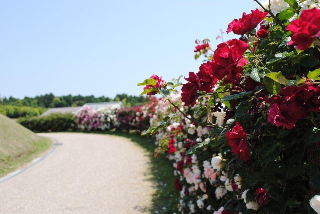 Kanoya Rose Garden, Kanoya City-8