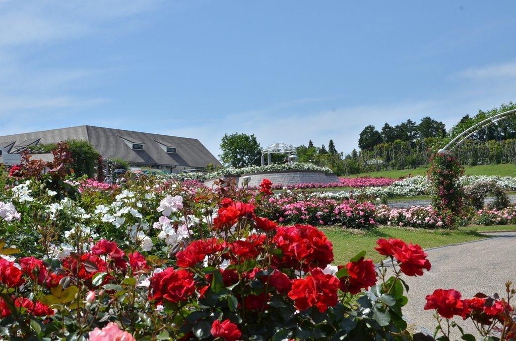 Kanoya Rose Garden, Kanoya City-0