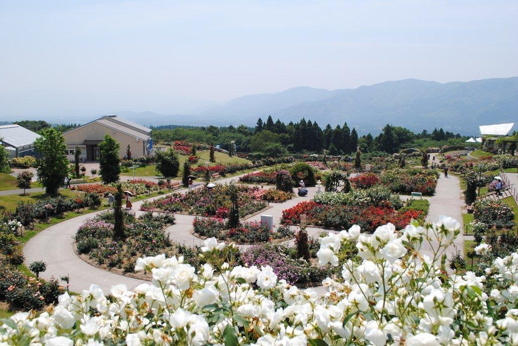 Kanoya Rose Garden, Kanoya City-6