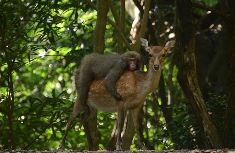 世界自然遺産“屋久島”をぐるり一周！-1