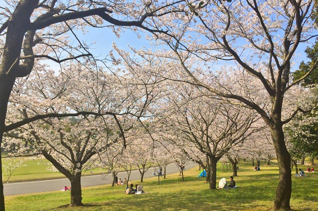 요시노 공원 (吉野公園)-8