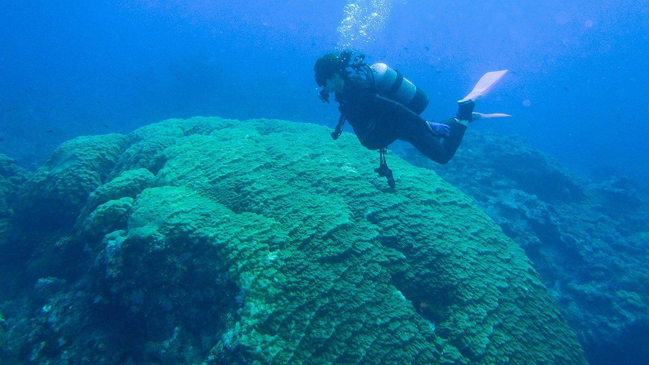 Một trong những rạn san hô lớn nhất thế giới-0