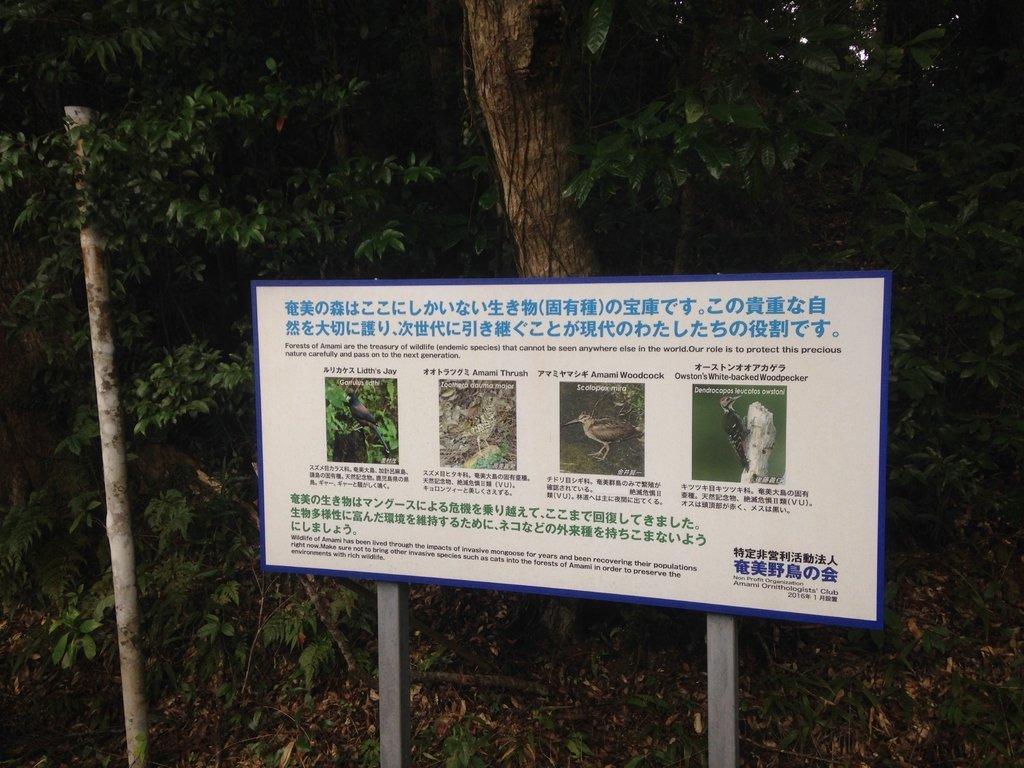 Rừng nguyên sinh Kinsakubaru-2