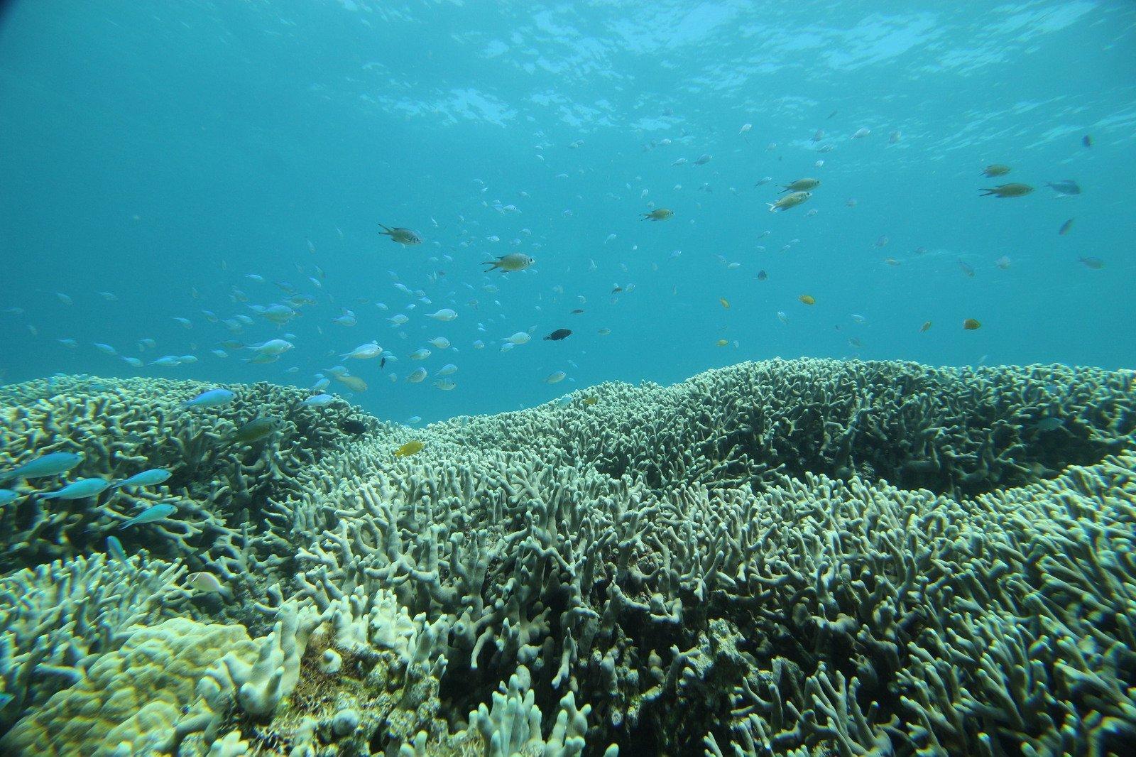 Rạn san hô và lặn biển-0