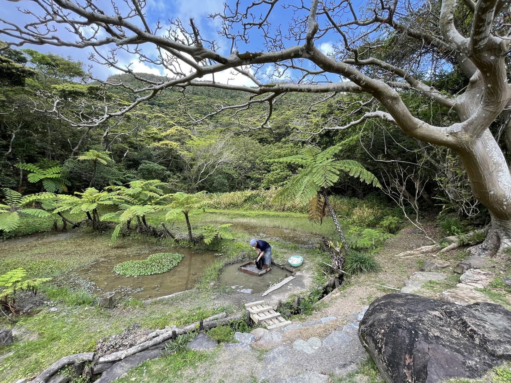 오시마쓰무기(大島紬, 오시마 명주)-2