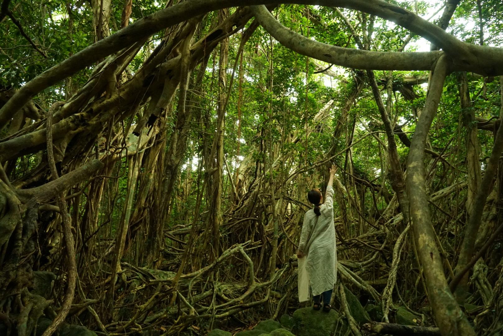 Features of the Yakushima Route-0