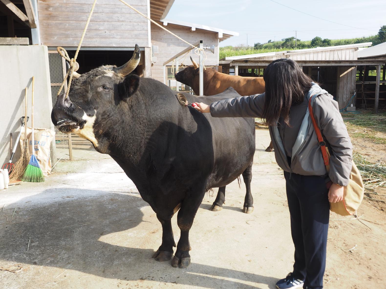 BULL SUMO-0