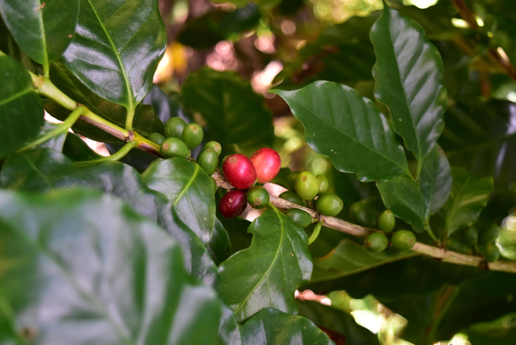 Over a cup of Tokunoshima Coffee-4