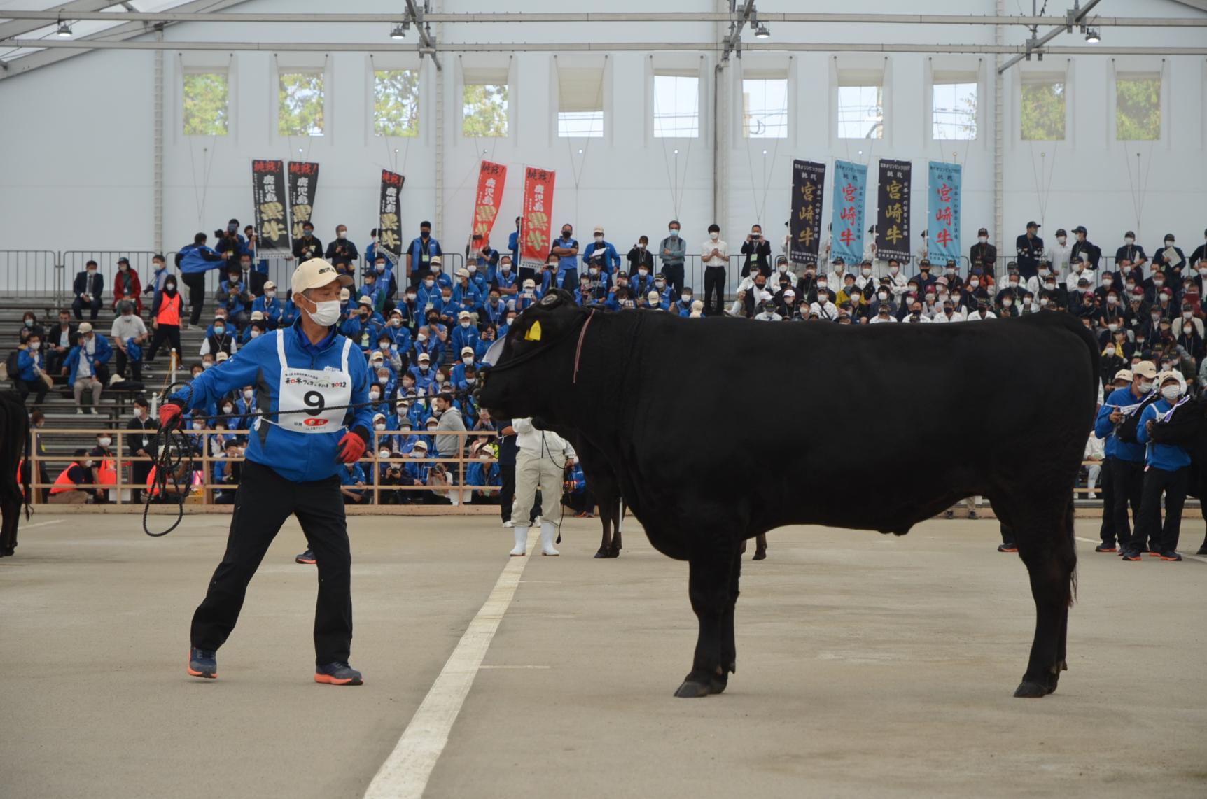 Kagoshima recognized for top-quality wagyu-3