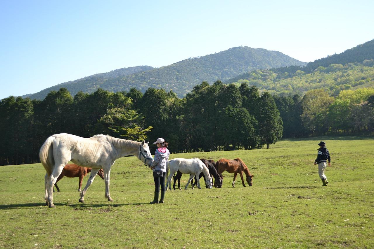 What makes these horses happy?-8