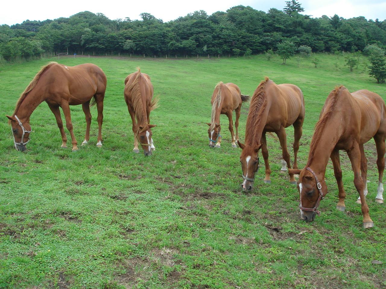 What makes these horses happy?-6