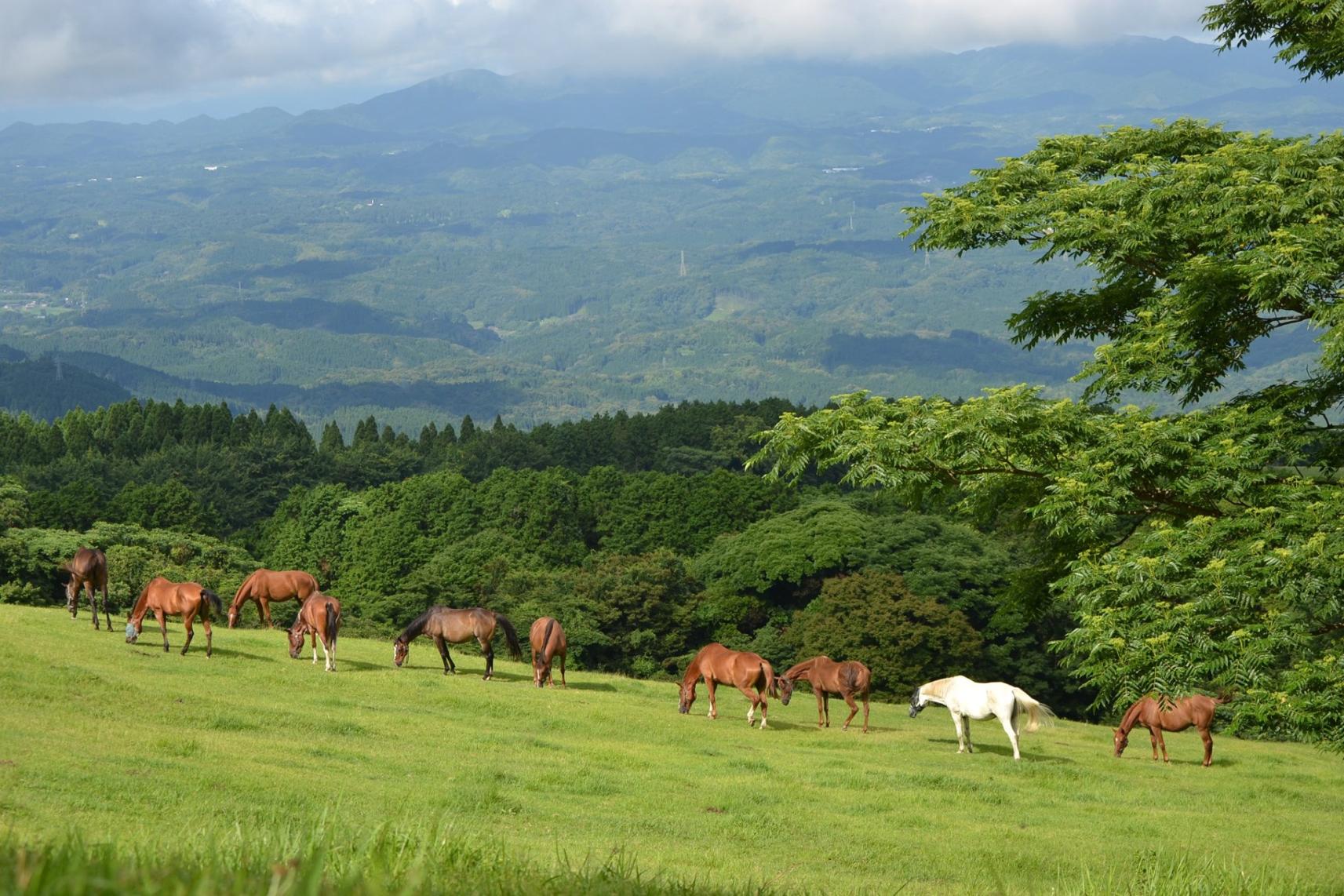 What makes these horses happy?-3