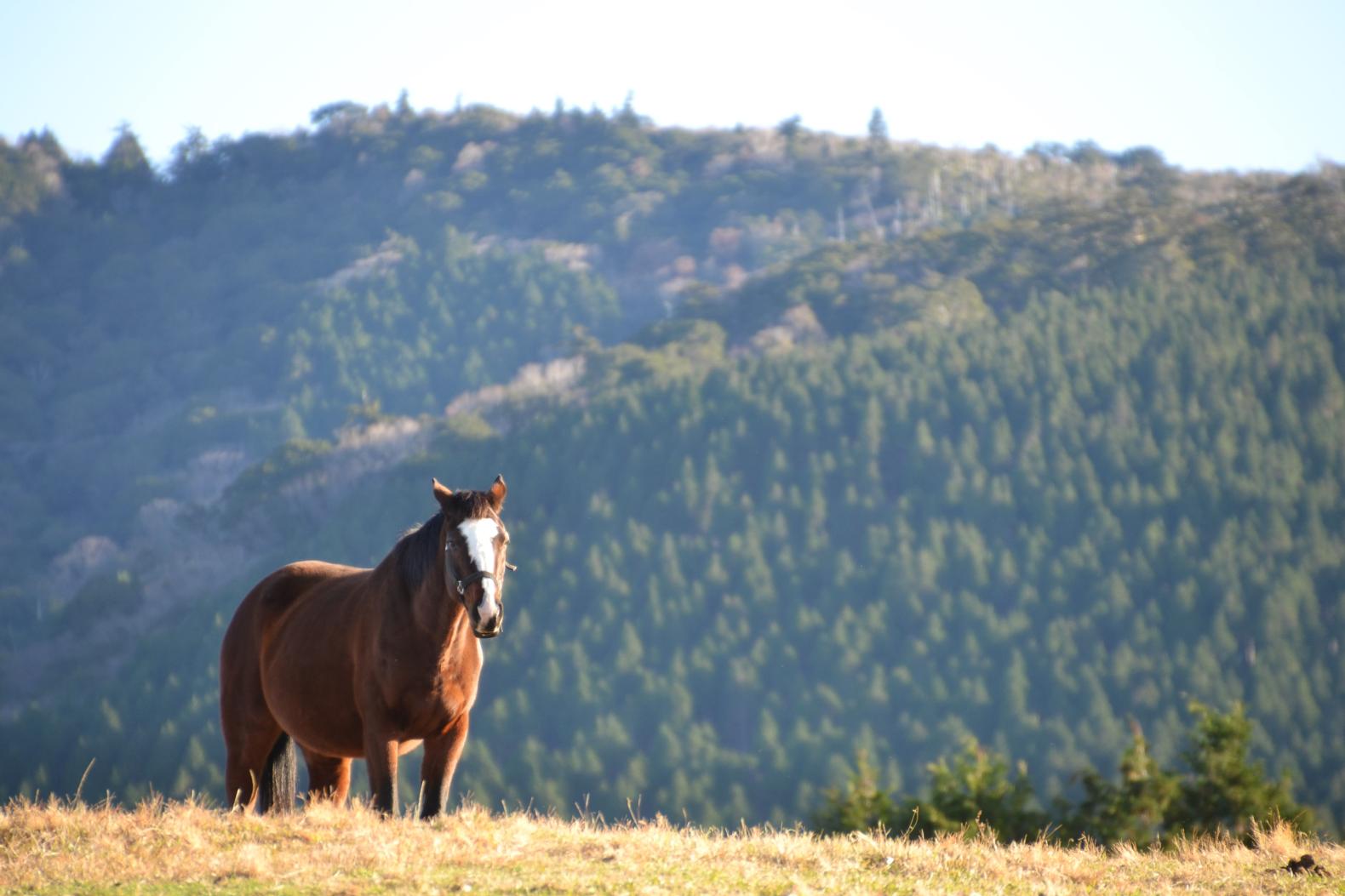 What makes these horses happy?-5