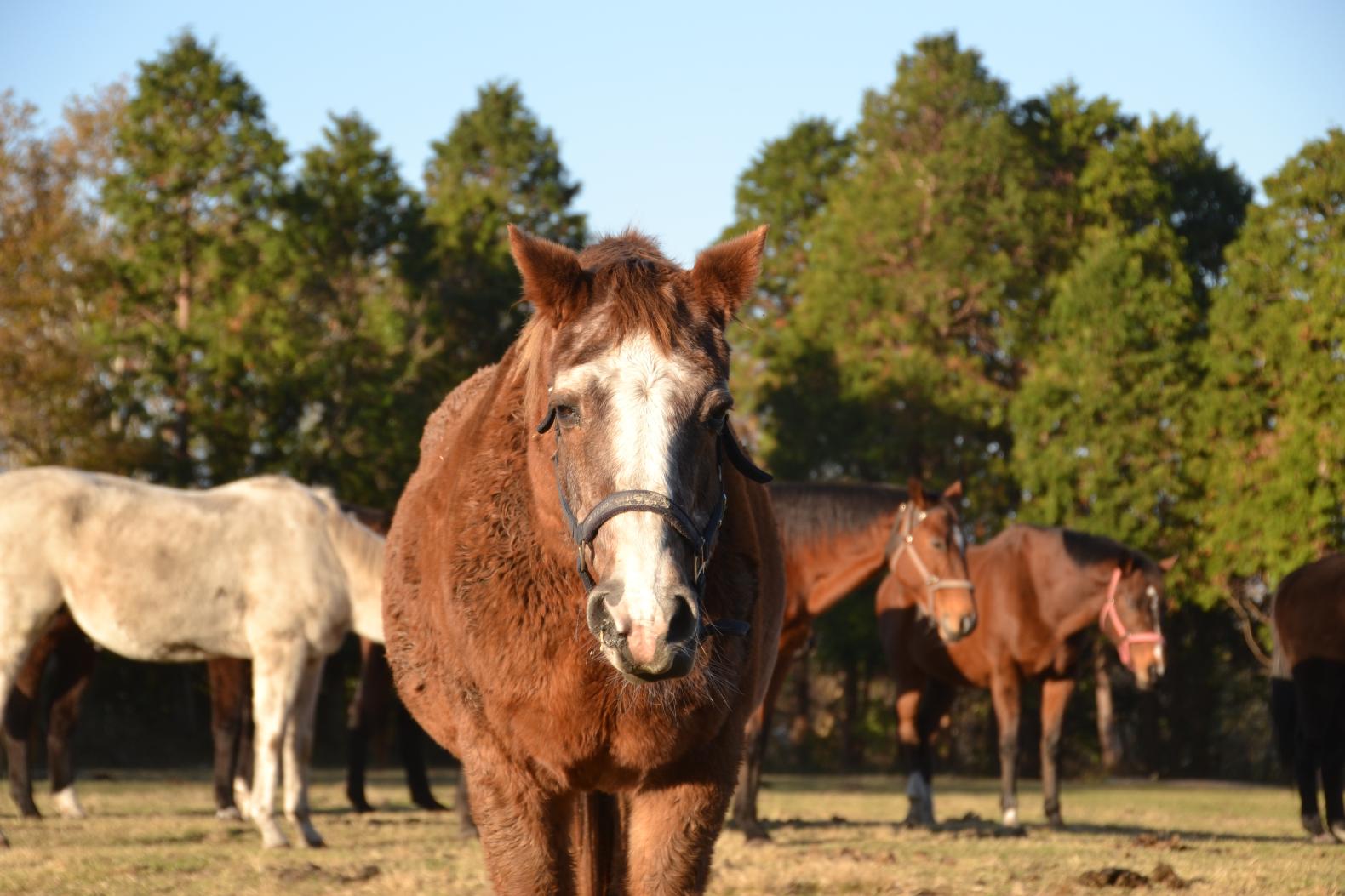 What makes these horses happy?-7