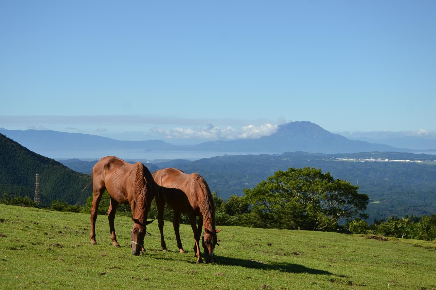 What makes these horses happy?-0