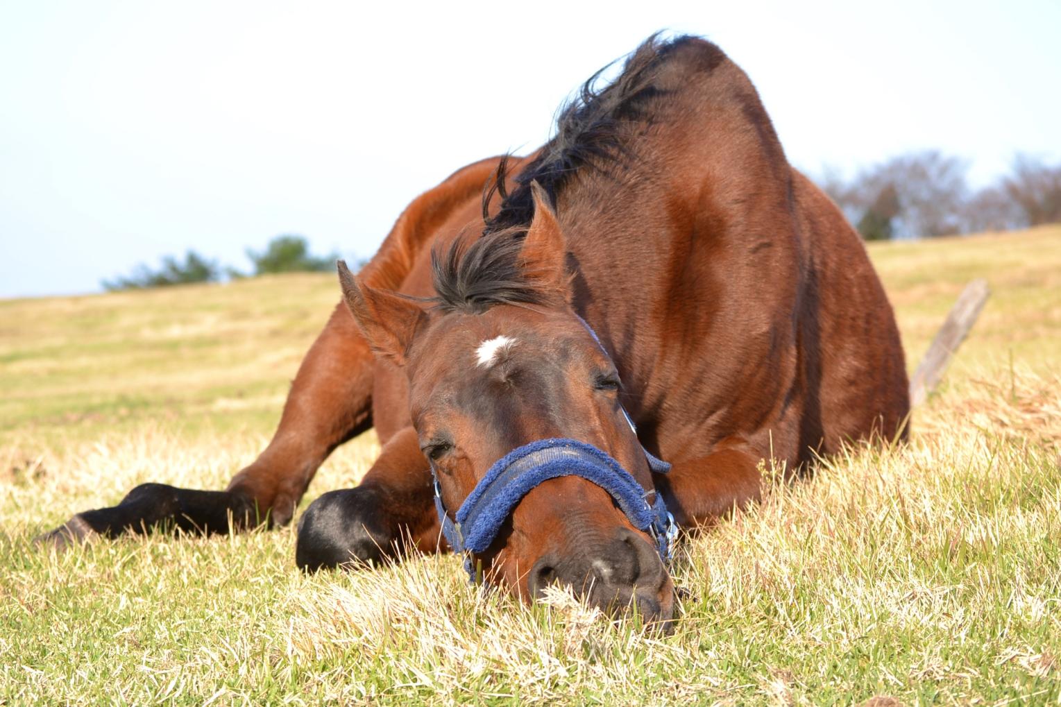 What makes these horses happy?-1