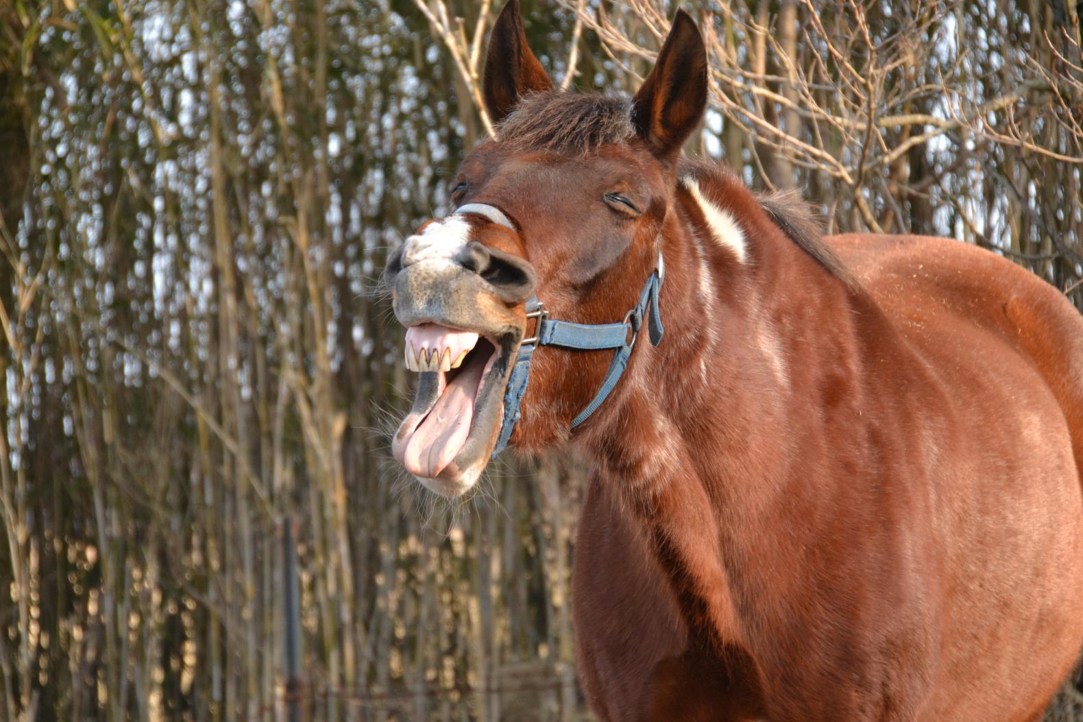 What makes these horses happy?-2