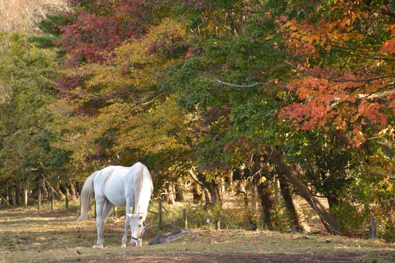 What makes these horses happy?-4