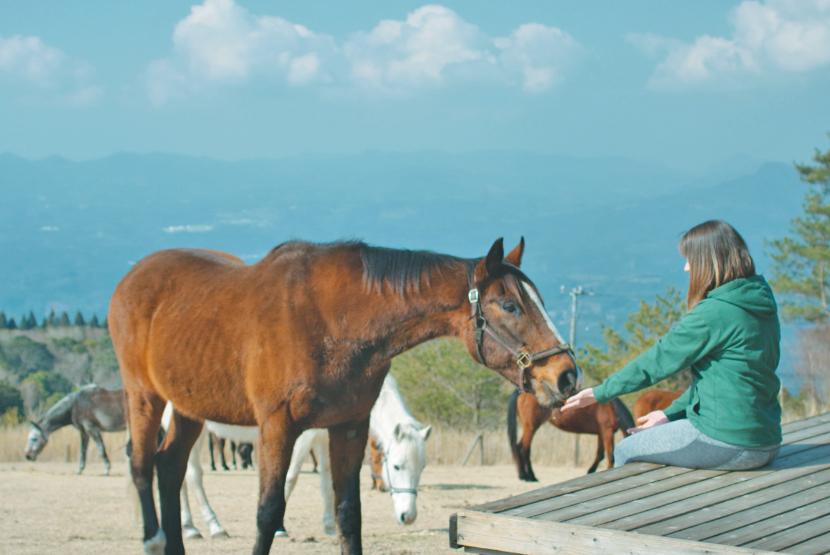 Spending time with the Horses-1