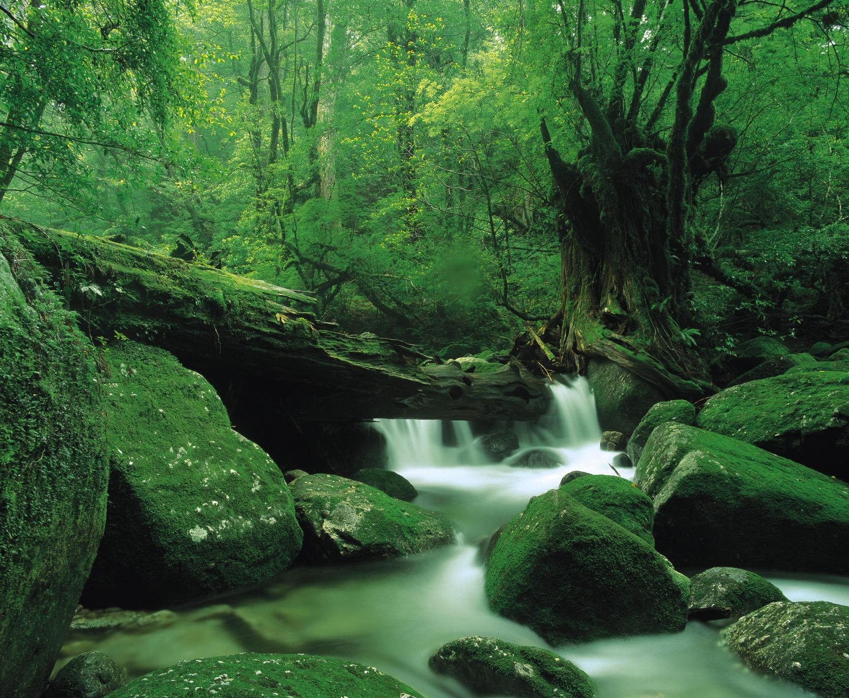 시라타니운스이쿄(白谷雲水峡)-7