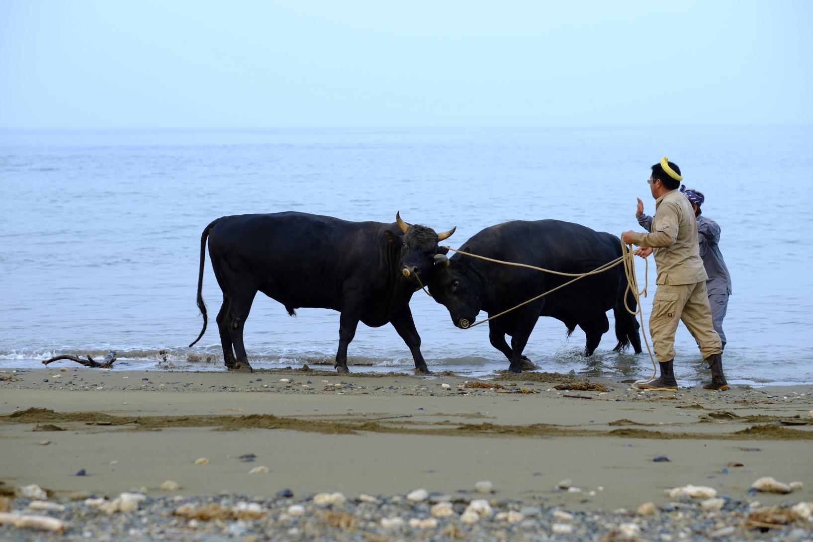 Tokunoshima offers visitors a relaxing and culturally rich experience-3