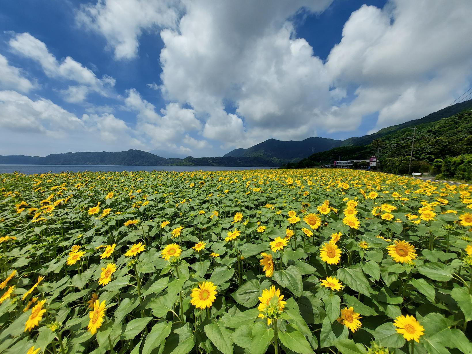 【指宿市】池田湖-0