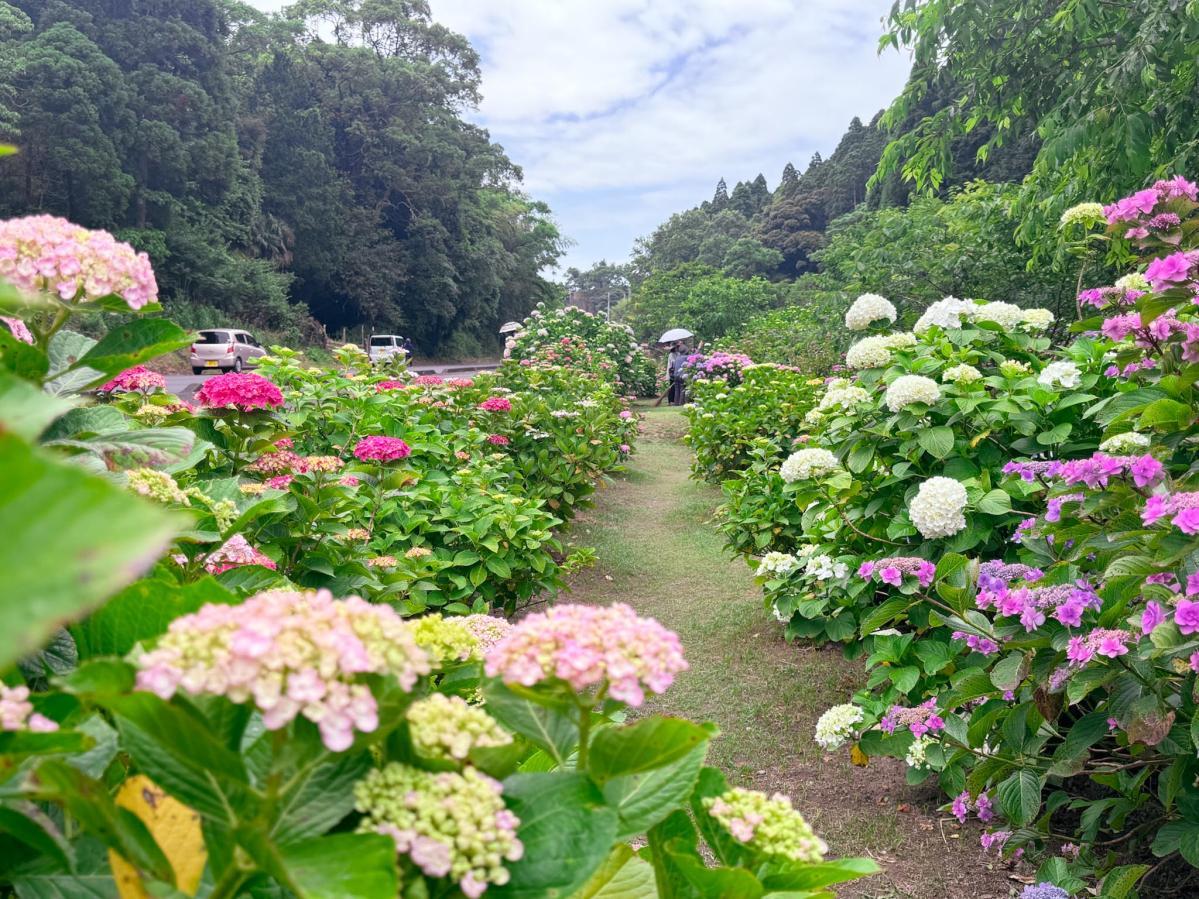 【日置市】洗川あじさい園-1