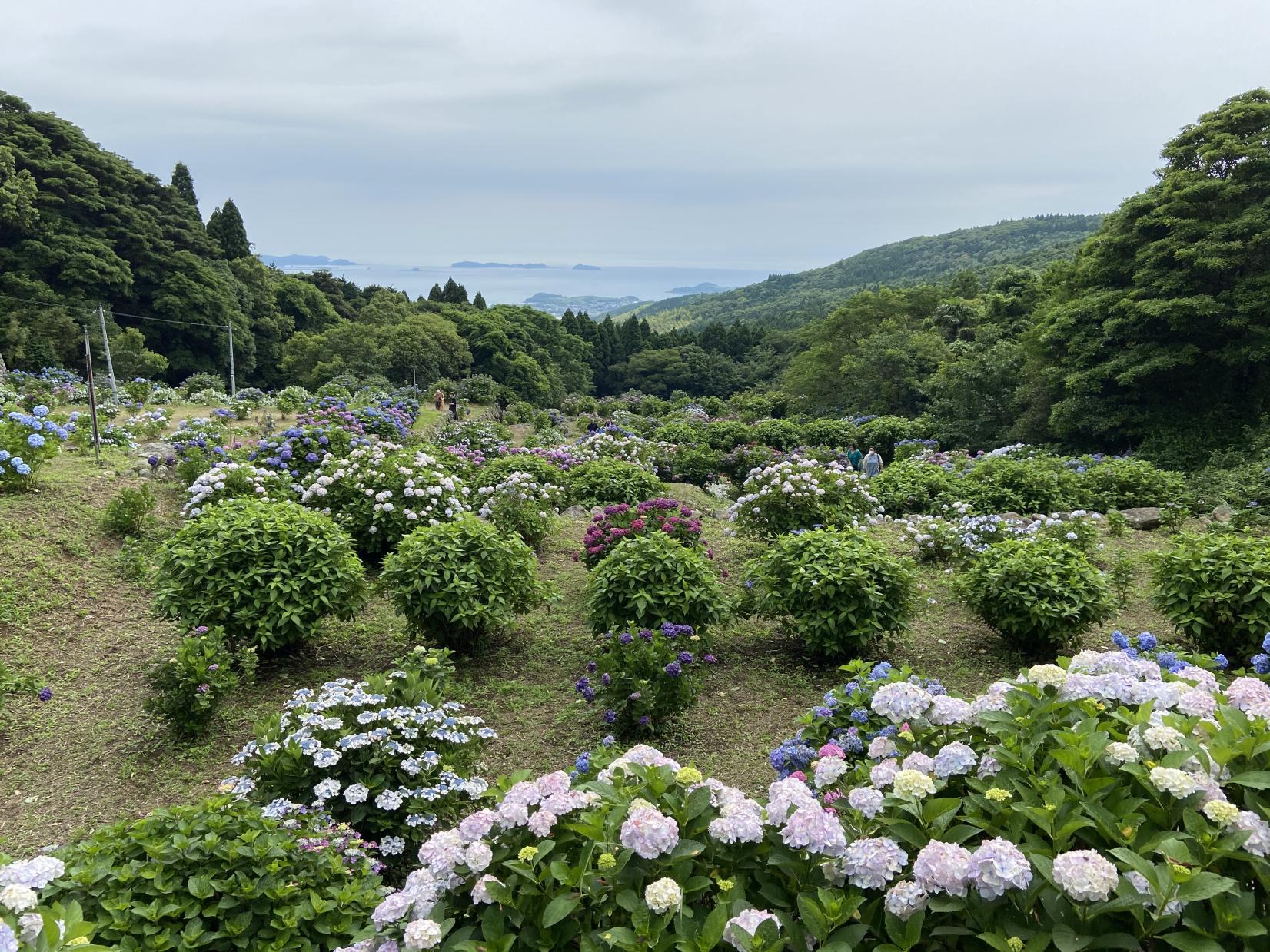 【阿久根市】笠山観光農園-2