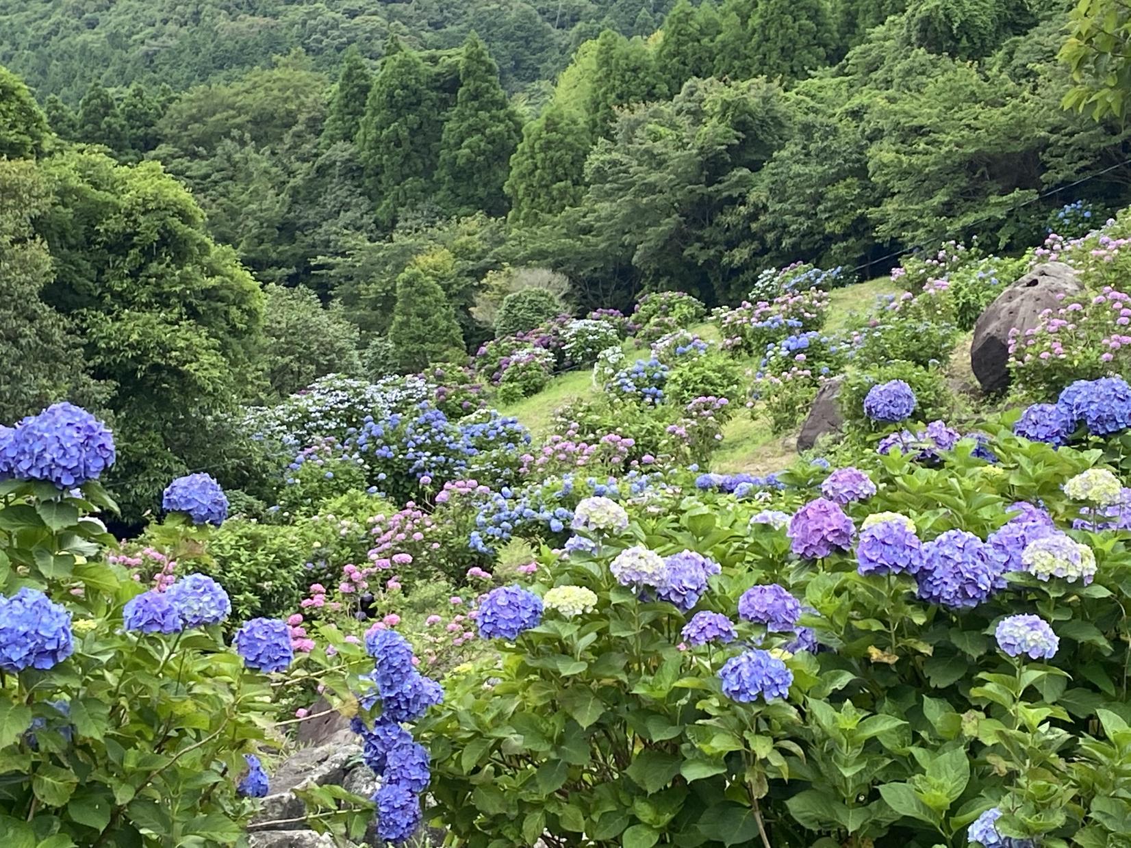 【阿久根市】笠山観光農園-0