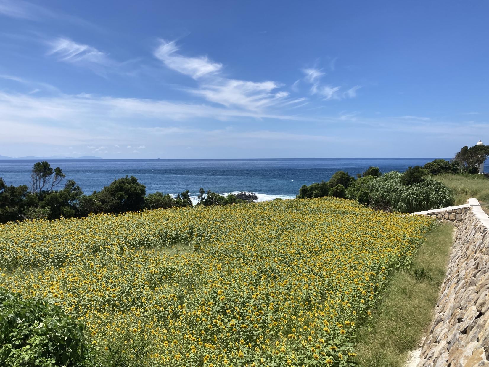 【長島町】長崎鼻灯台公園-2