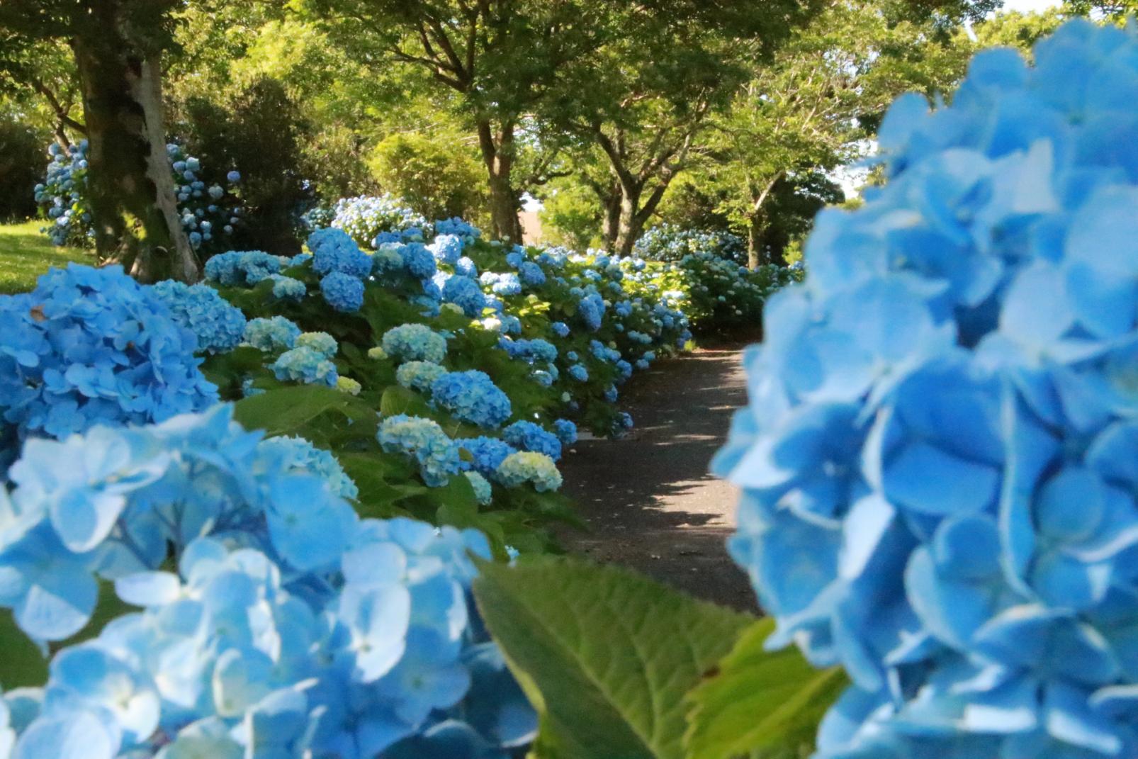 【鹿屋市】かのやばら園・霧島ケ丘公園（あじさい）-4