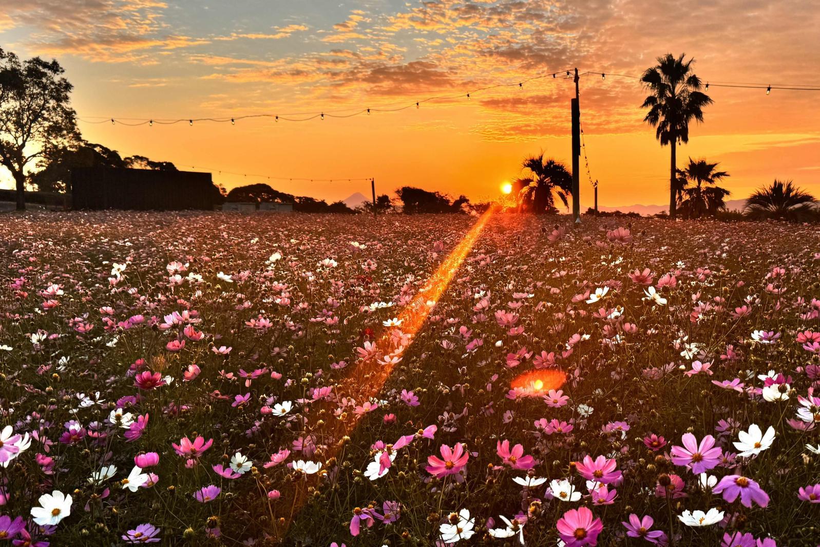 【鹿屋市】霧島ヶ丘公園・かのやばら園（コスモス・バラ・赤そば）-1