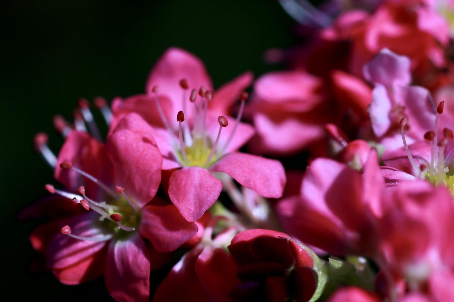 【鹿屋市】霧島ヶ丘公園・かのやばら園（コスモス・バラ・赤そば）-6