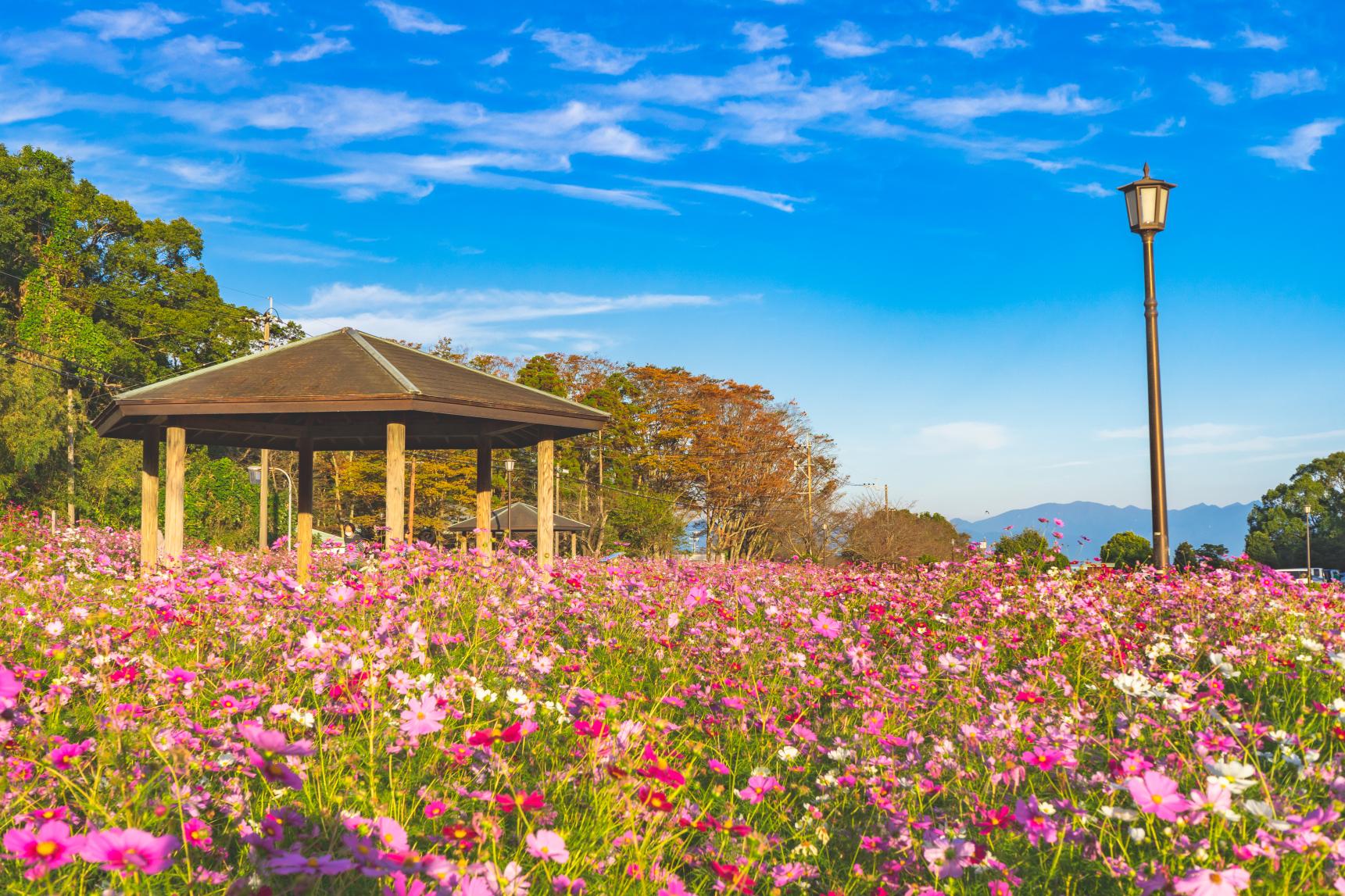 【鹿児島市】慈眼寺公園　（コスモス・紅葉）-3