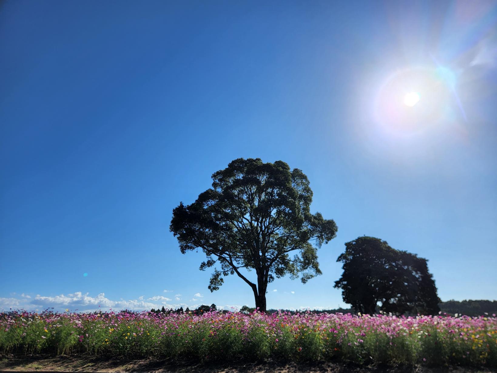 【鹿児島市】都市農業センター-1