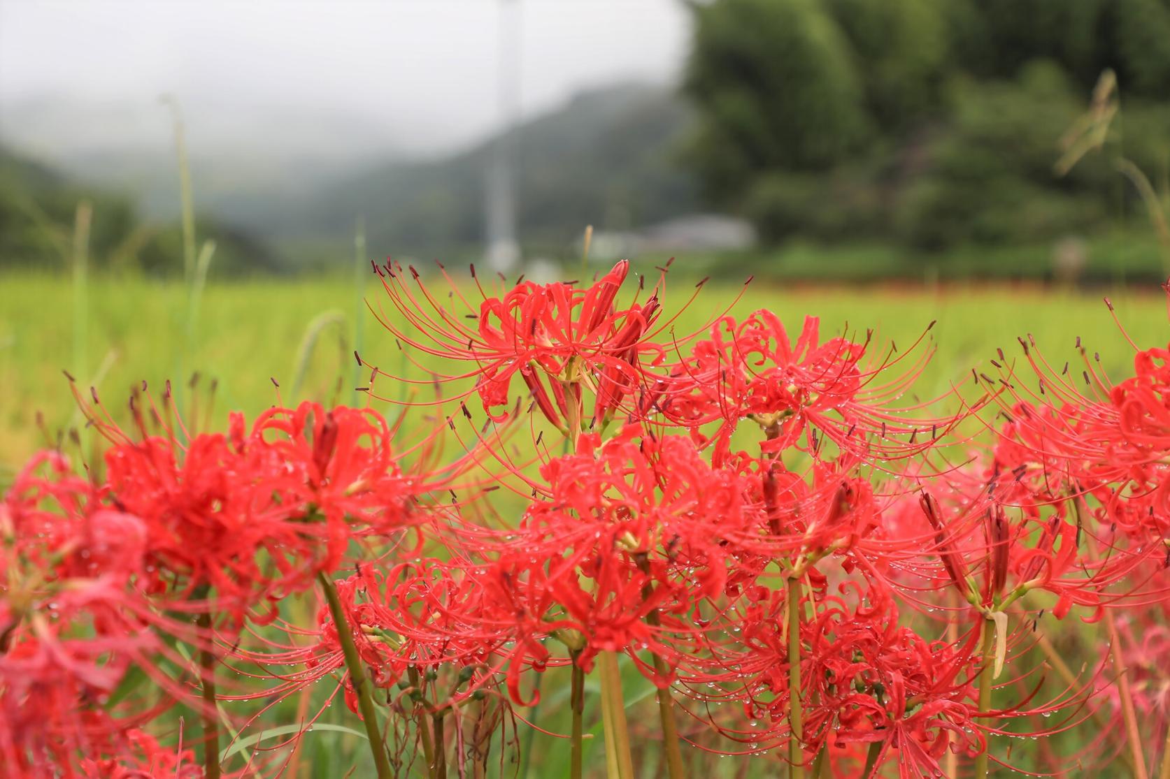 【さつま町】柊野地区の彼岸花-0