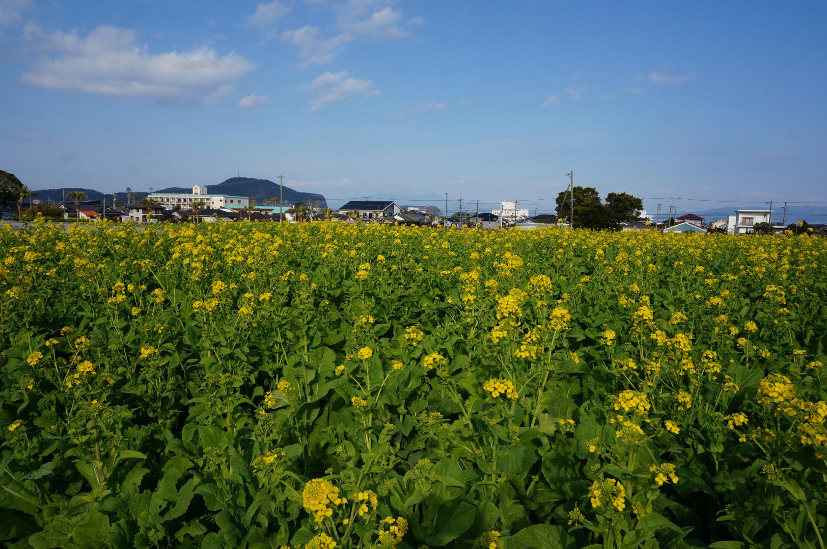 ②指宿市考古博物館 時遊館COCCOはしむれ-2