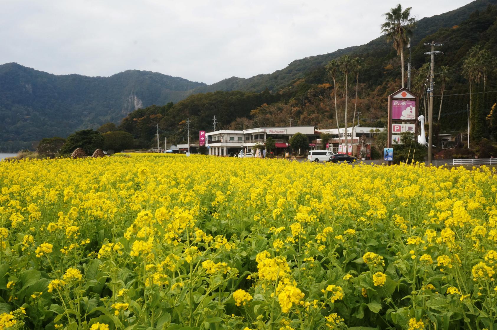 ①池田湖周辺-4
