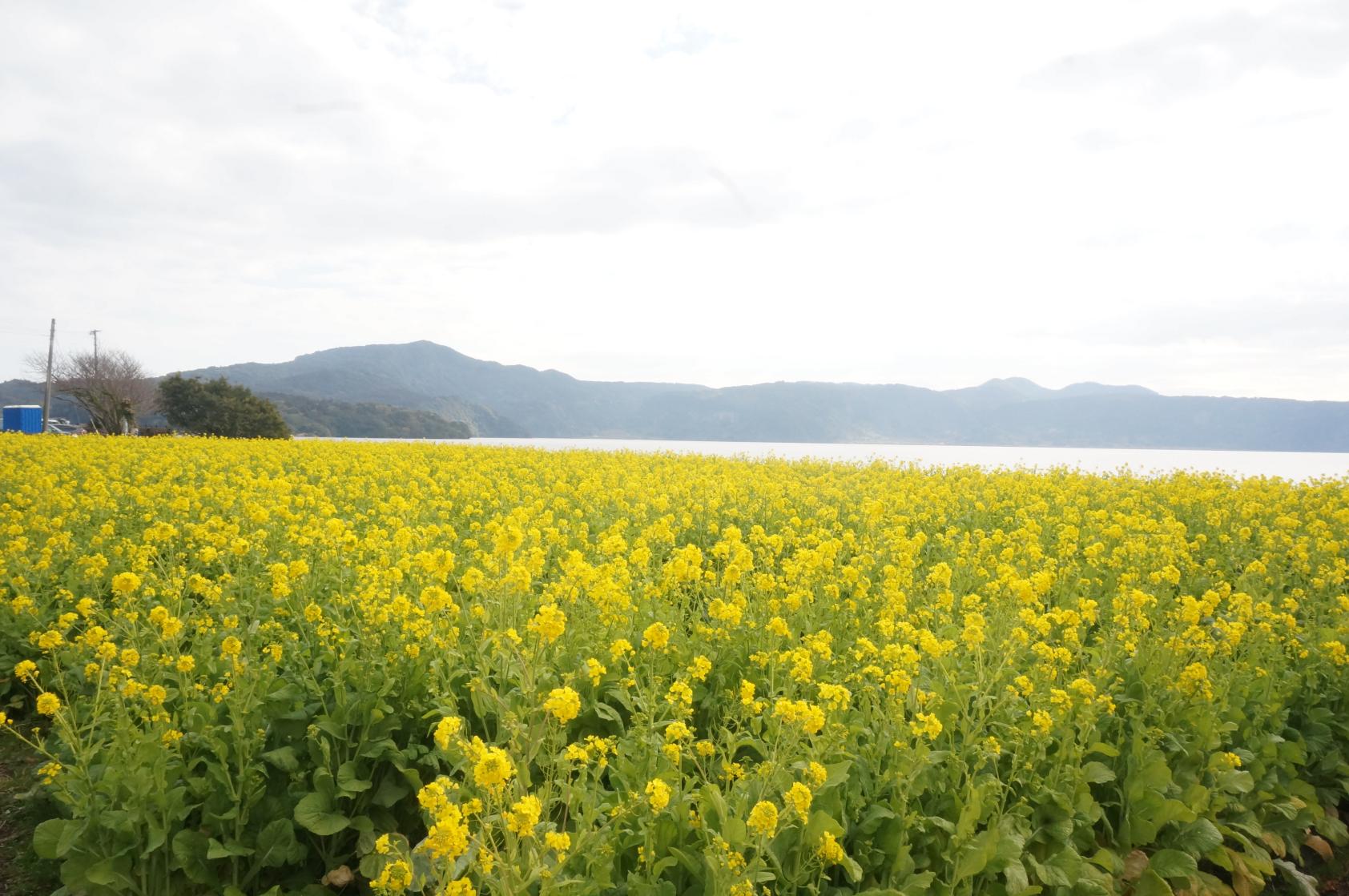 ①池田湖周辺-1