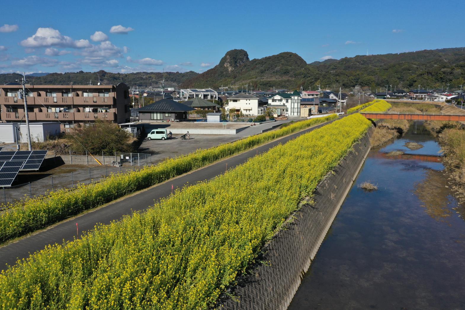 ①日木山川沿い　菜の花ロード【姶良市】-4