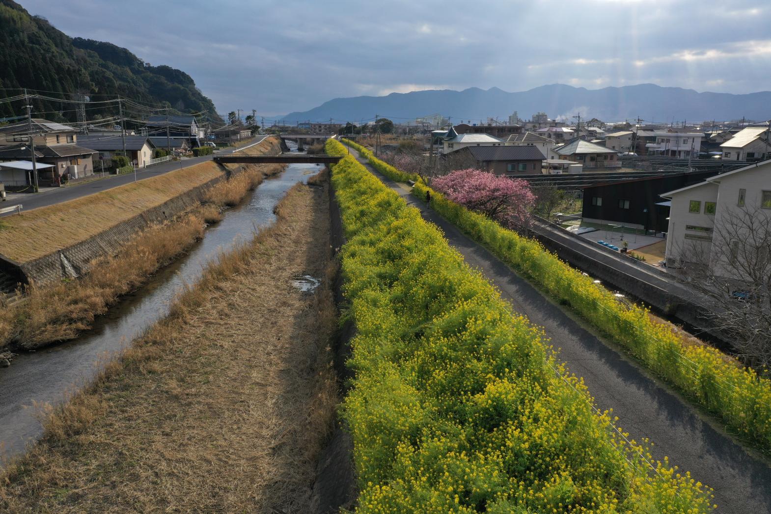①日木山川沿い　菜の花ロード【姶良市】-2