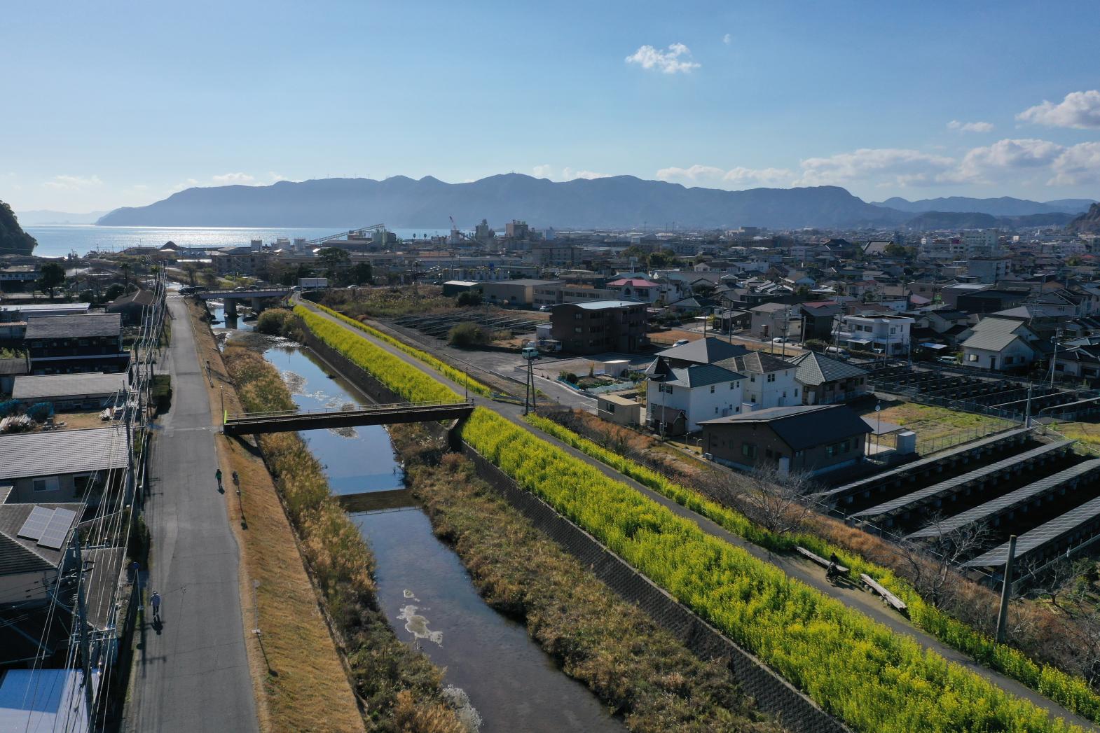 ①日木山川沿い　菜の花ロード【姶良市】-3